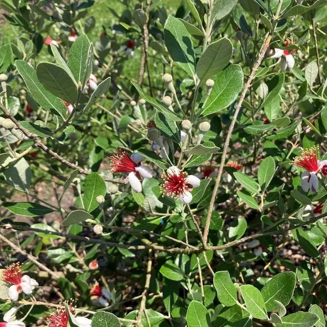 thumbnail for publication: Growing Feijoa Fruit in Florida